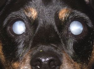 cataracte chien