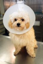 chien cataracte colerette
