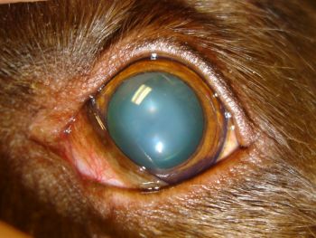 sclerose fibrose cristallin chien chat cataracte