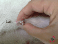 montée de lait chienne grossesse nerveuse montée lait chienne grossesse nerveuse durée