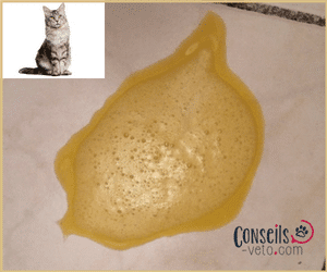 chat vomit bile liquide jaune