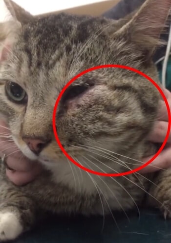 abces de chat betadine abces de chat betadine