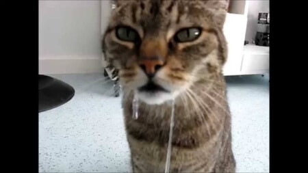 chat qui bave pourquoi et que faire