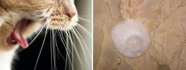 chat qui vomit mousse blanche transparent chat qui vomit mousse blanche transparent