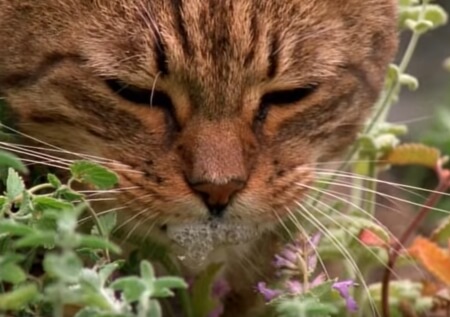 mon chat bave beaucoup