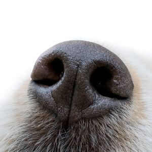 truffe chaude sèche humide fraîche chien malade