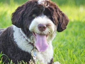 chien haletement coup de chaleur
