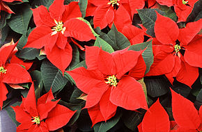 ntoxication etoile de noel poinsettia chien chat