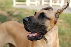 dilatation torsion retournement estomac chien