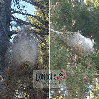 nids de chenilles processionnaires