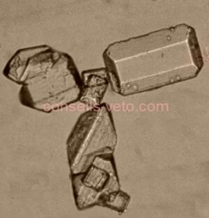 causes-cystite-chat-cristaux-urinaires