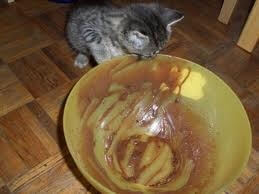 chat mange chocolat intoxication traitement chat mange chocolat intoxication traitement