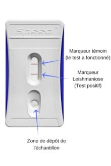 dépistage-test-leishmaniose-chien