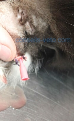 sondage-urinaire-chat-cystite-obstruction