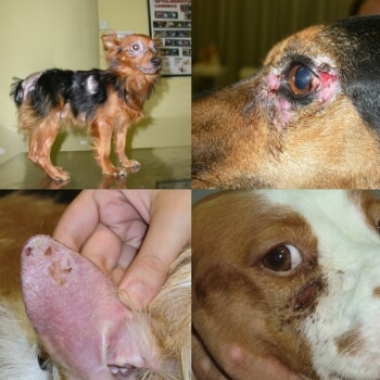 symptomes-leishmaniose-chien