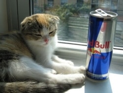 taurine-chat-red-bull