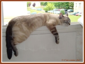 rafraichir chat chaud chaleur canicule
