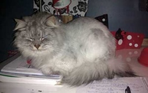 chat rasé rafraichir chaleur canicule