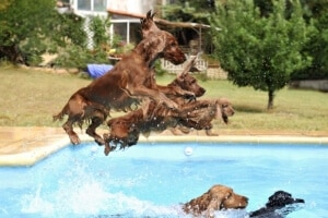 rafraîchissement chien chaleur canicule baignade