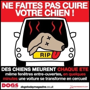 chien chaud coup de chaleur