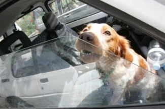chien coup de chaleur voiture