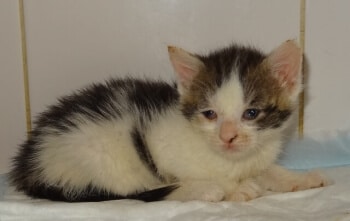 coryza chat chaton