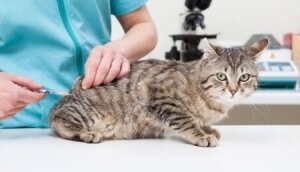 coryza chaton chat vaccin