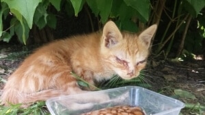 coryza chaton yeux collés