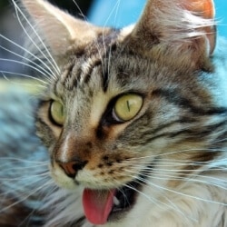 coup de chaleur chat haletant