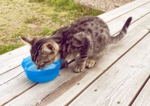 coup de chaleur chat deshydratation