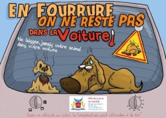 coup de chaleur chien voiture