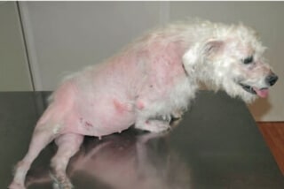 syndrome maladie cushing chien symptômes