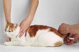 Comment prendre la température du chat ou du chien
