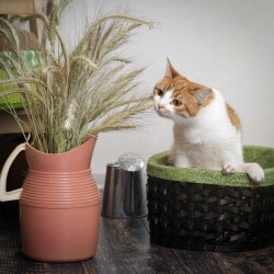 croquettes sans céréales chat