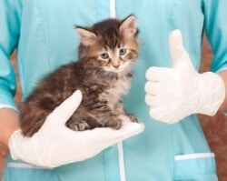 soigner plaie chat ou chaton vétérinaire