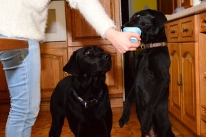 donner yaourt chien risques
