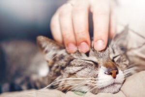 assurance-santé-mutuelle-chat assurance santé mutuelle chat