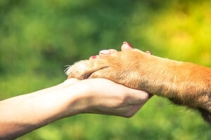 mutuelle assurance santé chien