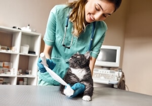 soins vétérinaires pour cicatrisation plaie de chat