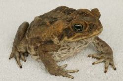 crapaud-buffle-toxique-chien crapaud buffle toxique chien