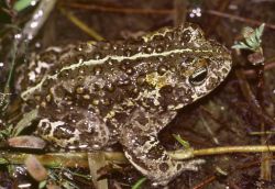 crapaud-calamite-envenimation-chien crapaud calamite envenimation chien