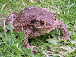 crapaud-commun-intoxication-chien crapaud commun intoxication chien