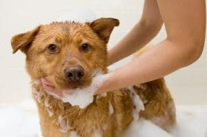 tondre chien shampooing lavage