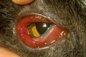 inflammation oeil chien