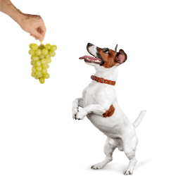 toxicité raisin chien