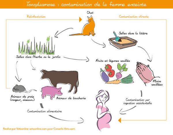 Toxoplasmose-grossesse-contamination-aliments toxoplasmose grossesse aliment interdits contamination