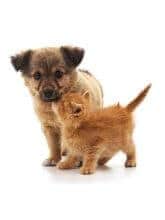 assurance santé animaux chien chat
