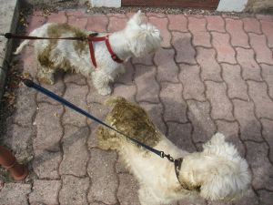 chien-mange-caca chien qui mange son caca
