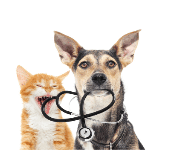 comparateur assurance mutuelle santé animaux chien chat