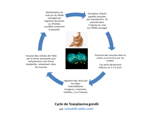 toxoplasmose grossesse chat